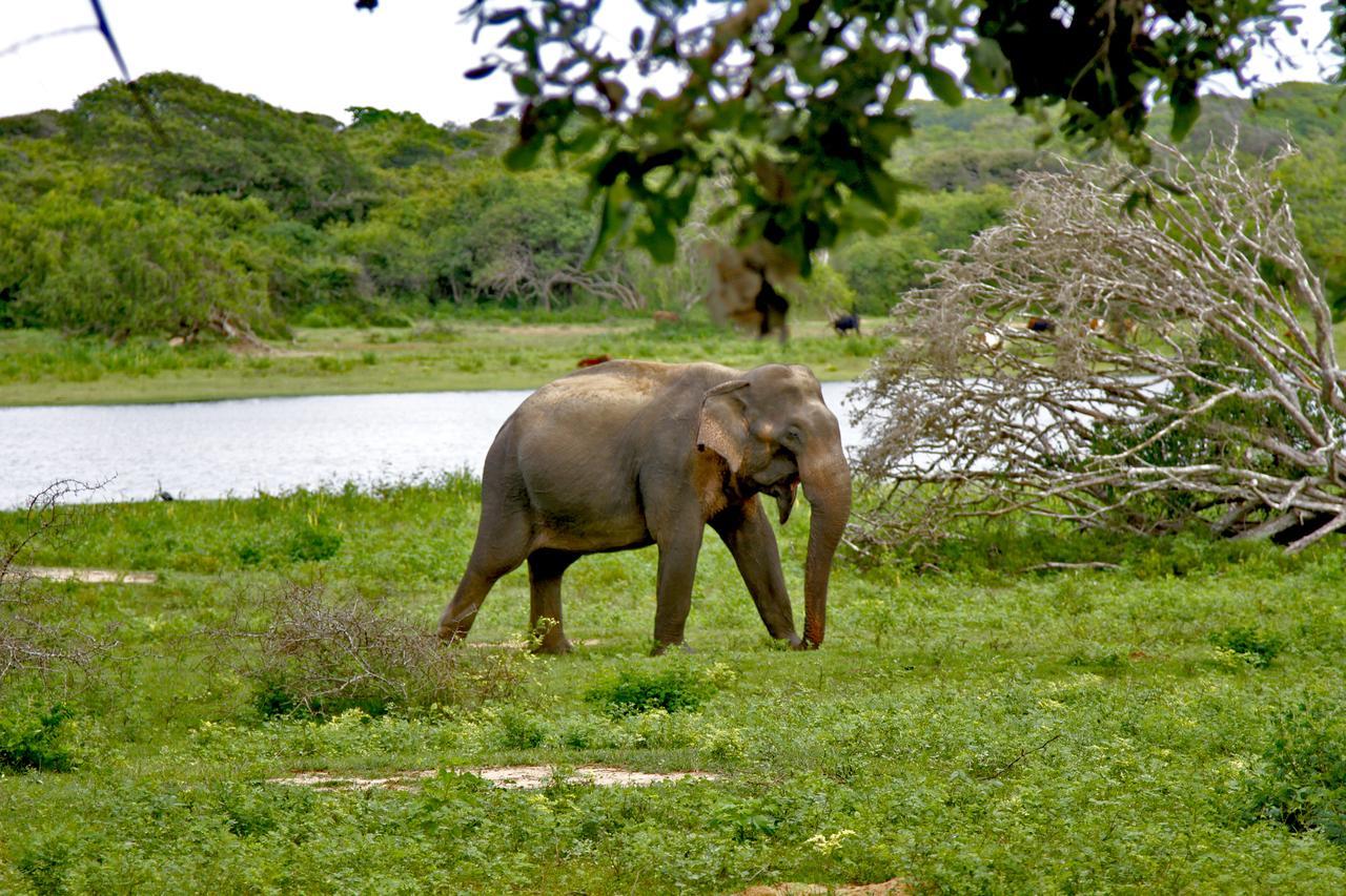 The Yala Adventure Hotel Tissamaharama Buitenkant foto